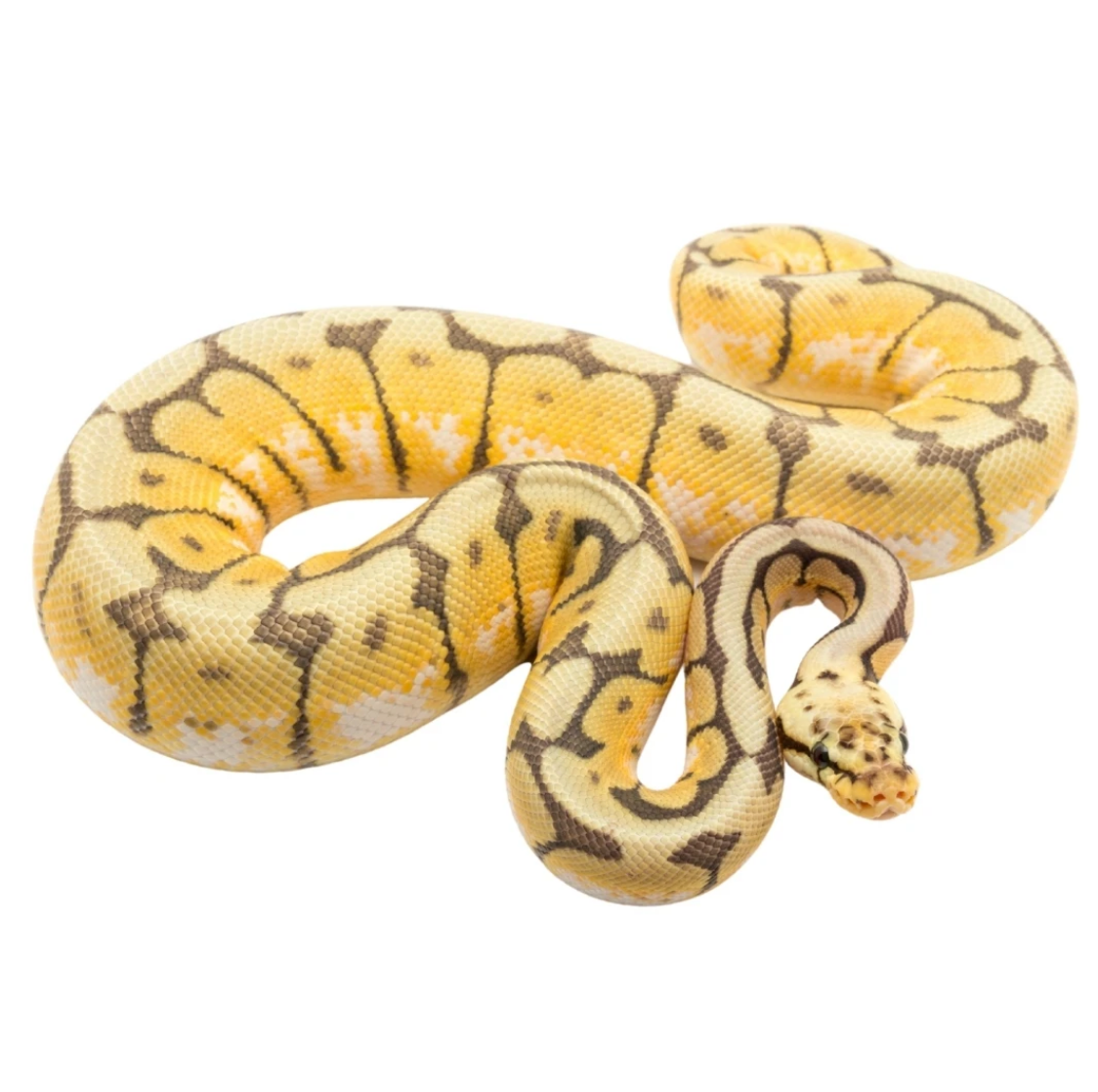 Mystic Crystal Ball Python