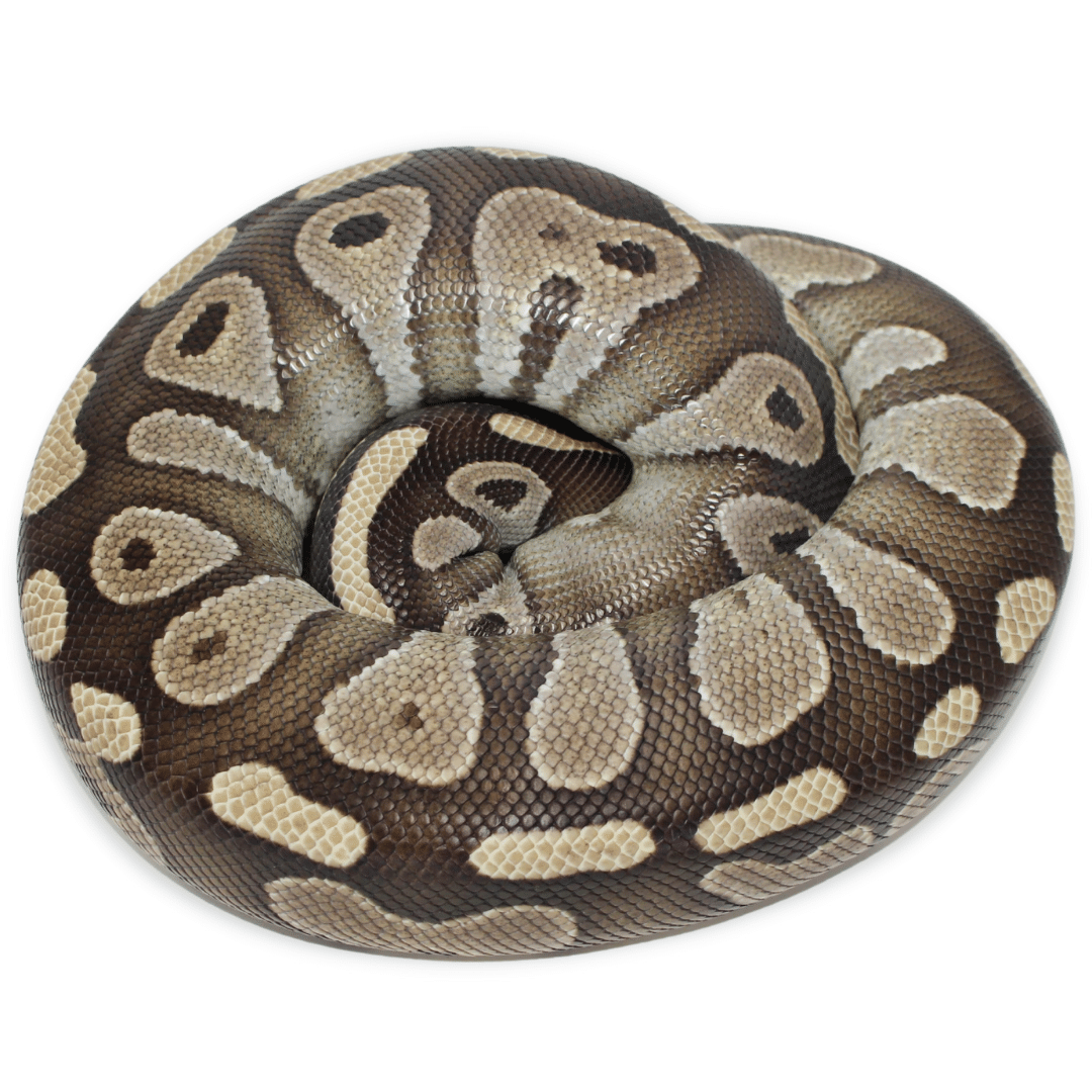 Butter Bee Ball Python Adult