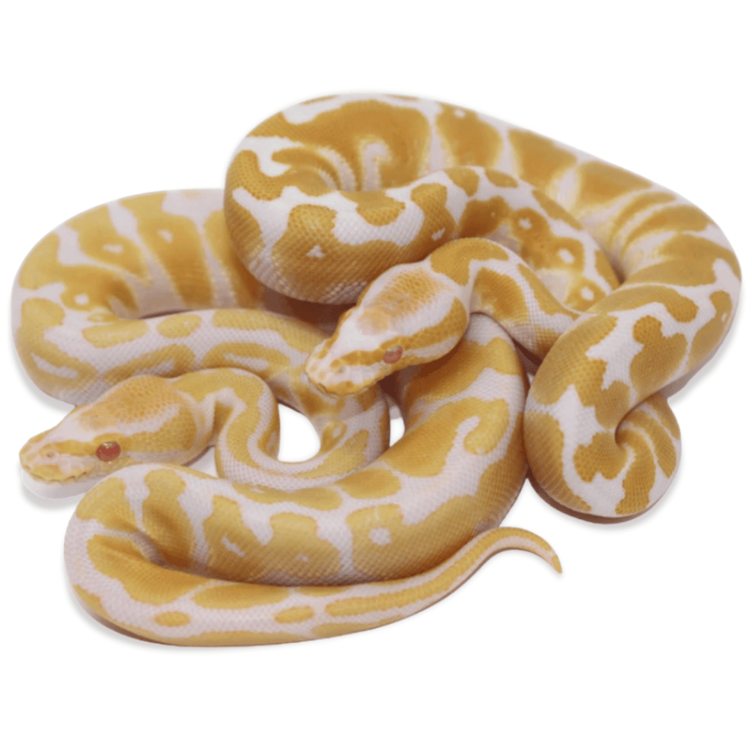 Baby Albino Ball Pythons
