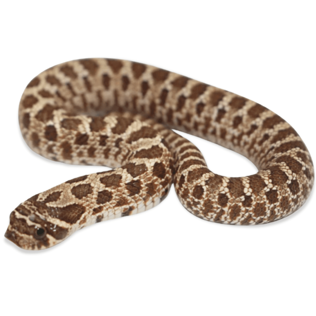 Hognose Snakes For Sale - Imperial Reptiles – IMPERIAL REPTILES & EXOTICS