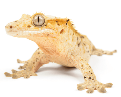 rhacodactylus geckos for sale, buy cheap exotic reptiles online
