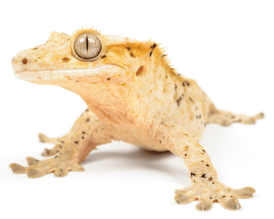 Cheap lizards top for sale online