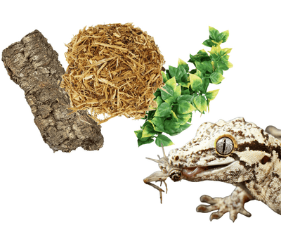 Online top reptile supplies