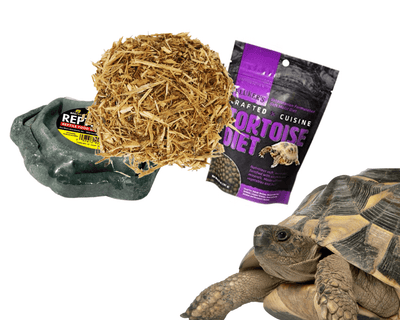 Cheap reptile top supplies