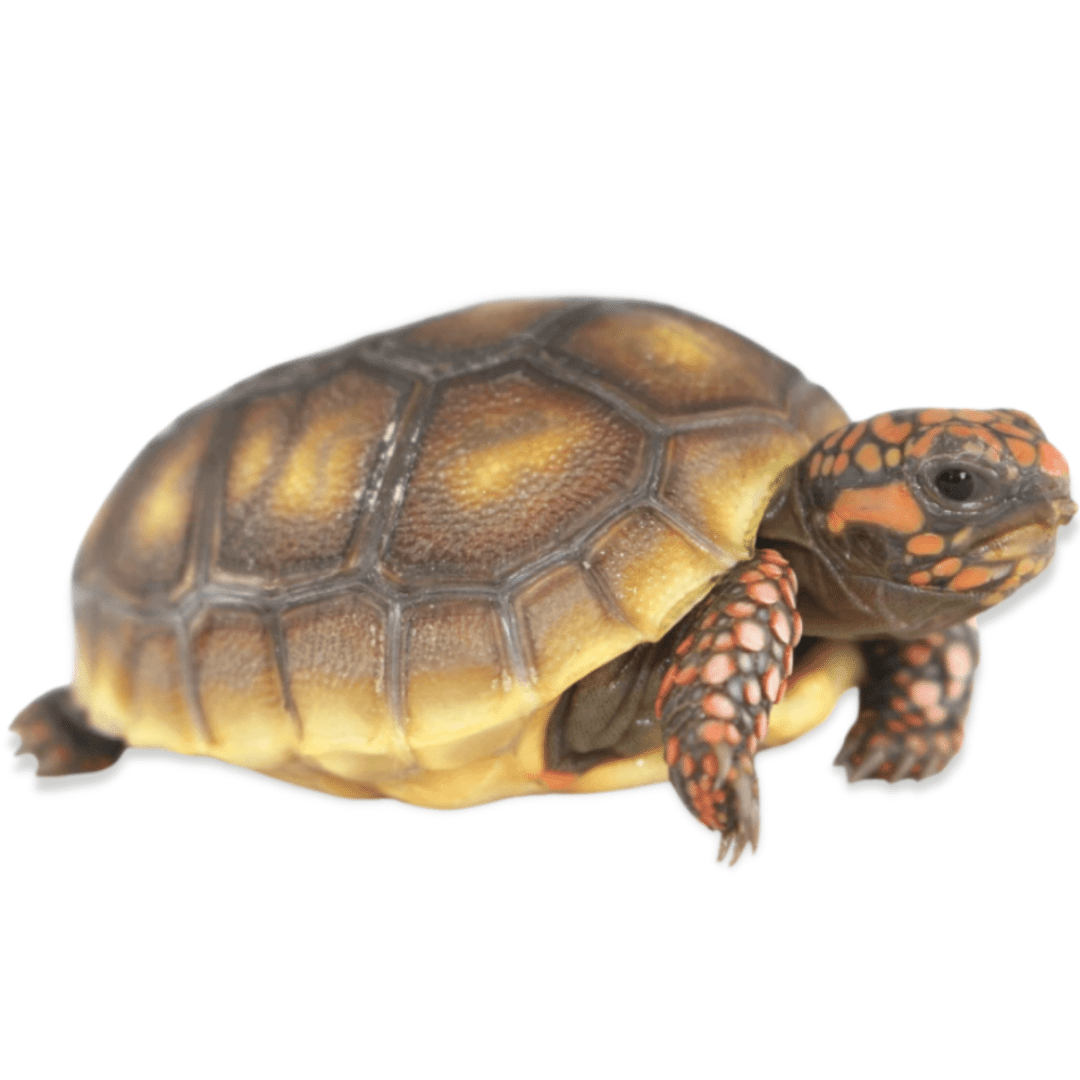 Tortoises For Sale - Imperial Reptiles – IMPERIAL REPTILES & EXOTICS