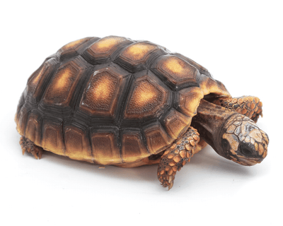 turtles and tortoises for sale, buy exotic reptile pets online at cheap discount prices