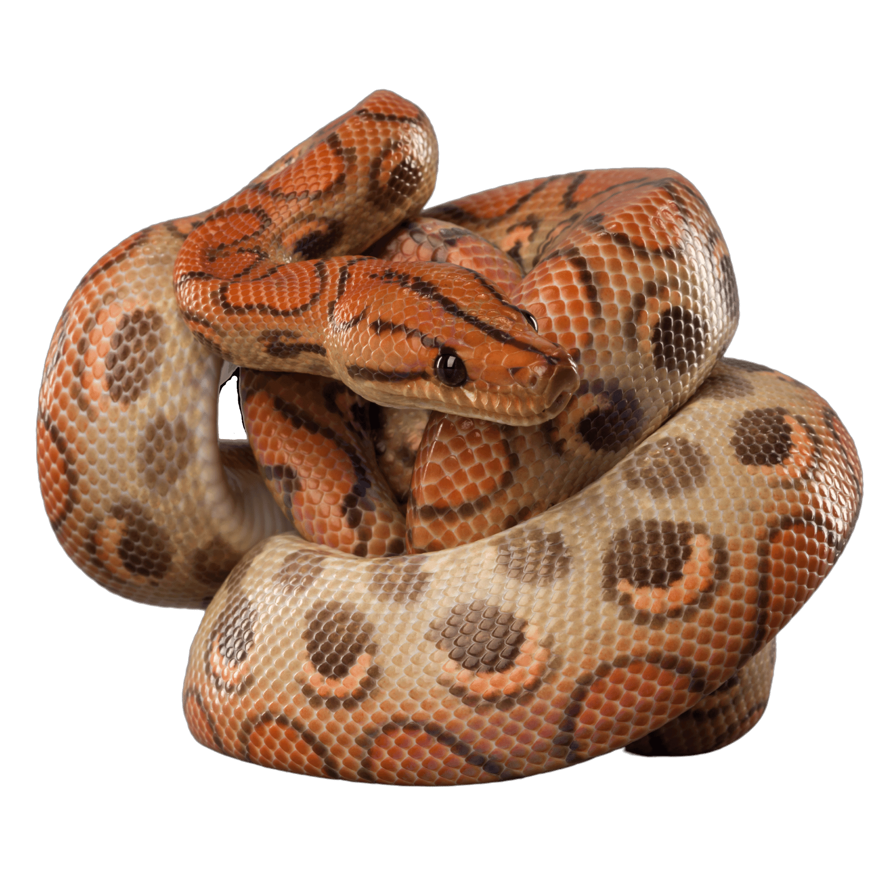 Snake - Wholesale – IMPERIAL REPTILES & EXOTICS