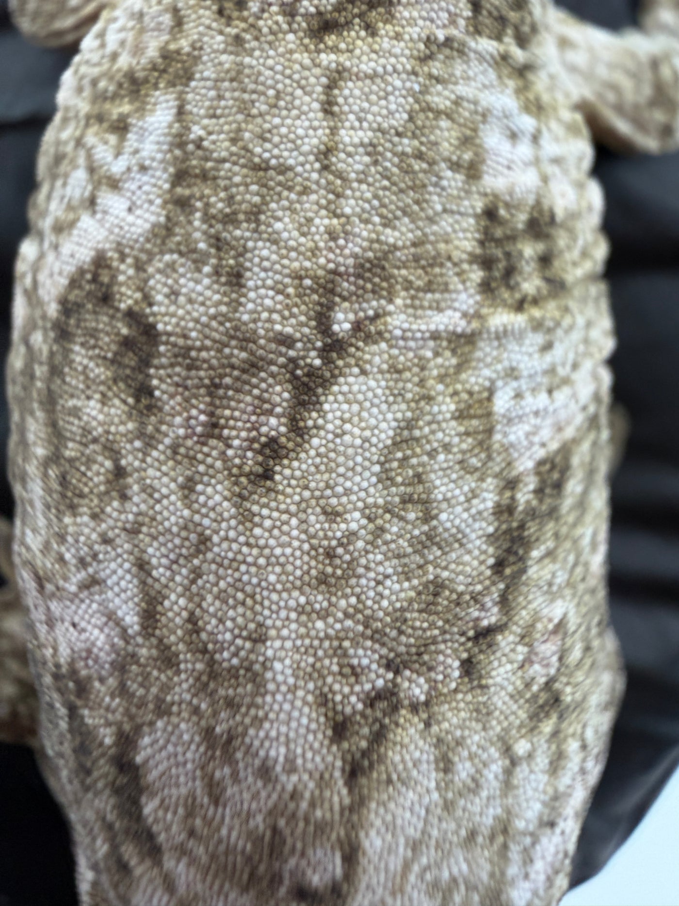 Isle of Pine Leachianus Gecko Male #111825-04