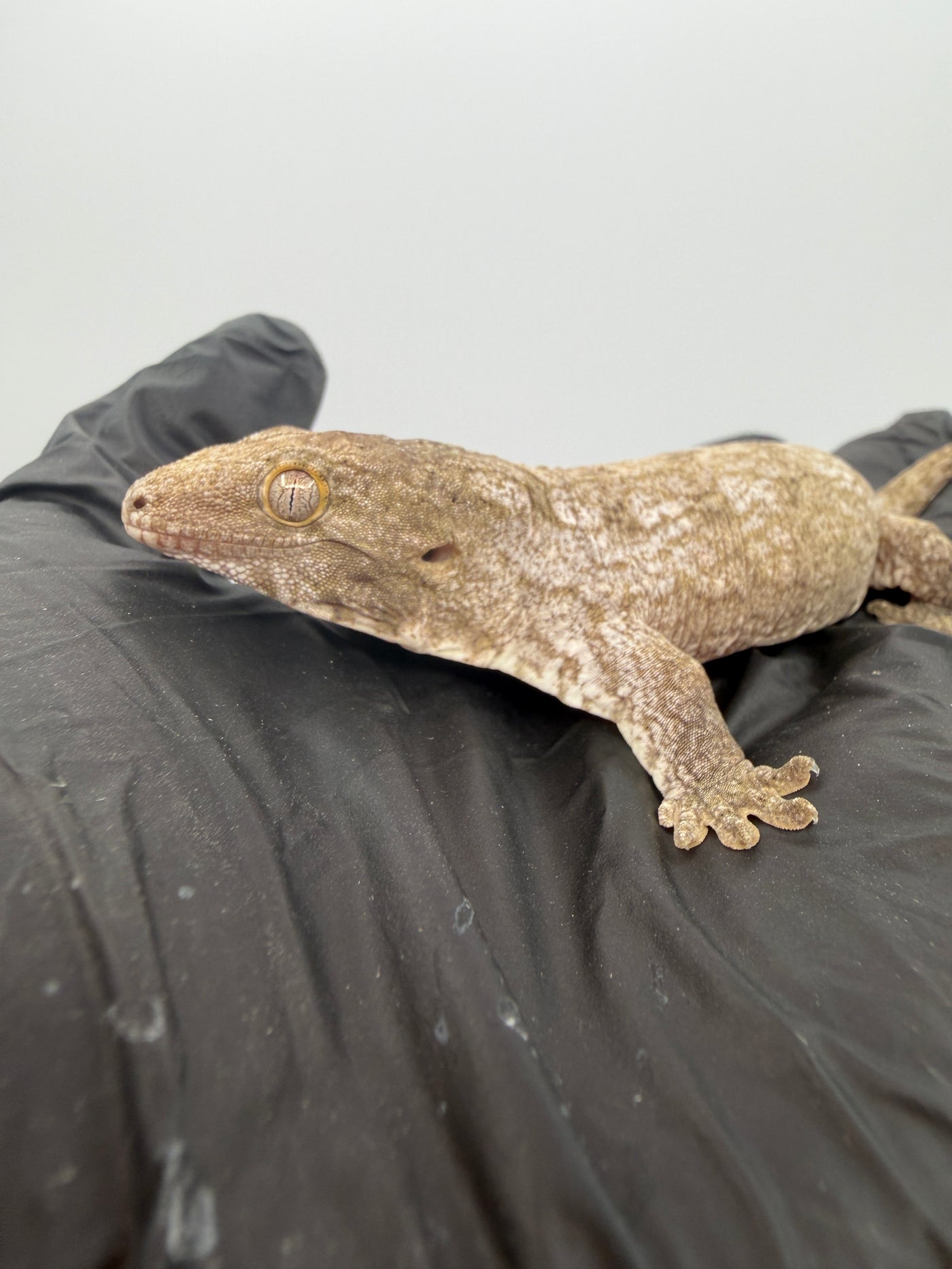 Isle of Pine Leachianus Gecko Male #111825-04