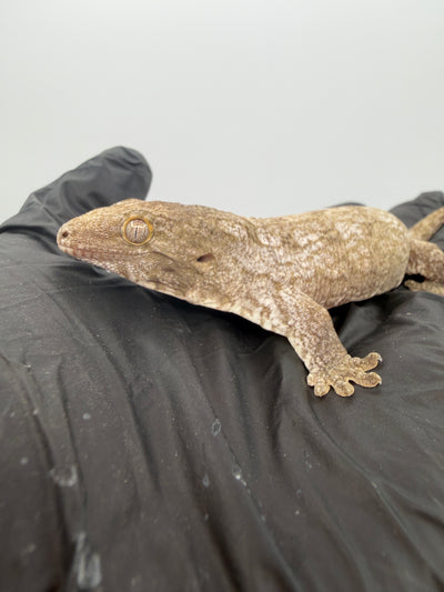 Isle of Pine Leachianus Gecko Male #111825-04