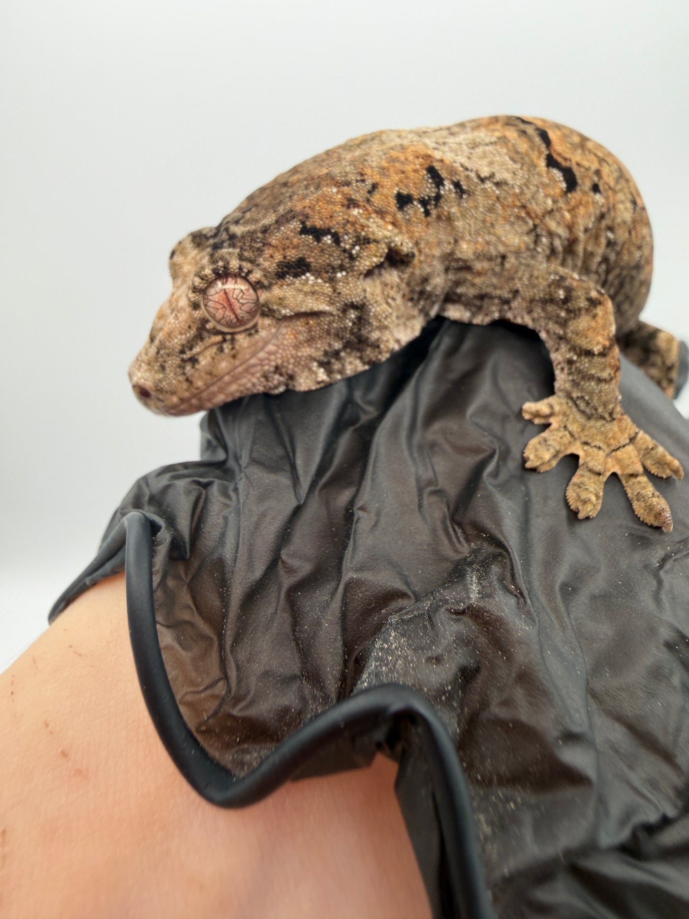 PI Chahoua Gecko #111825-08