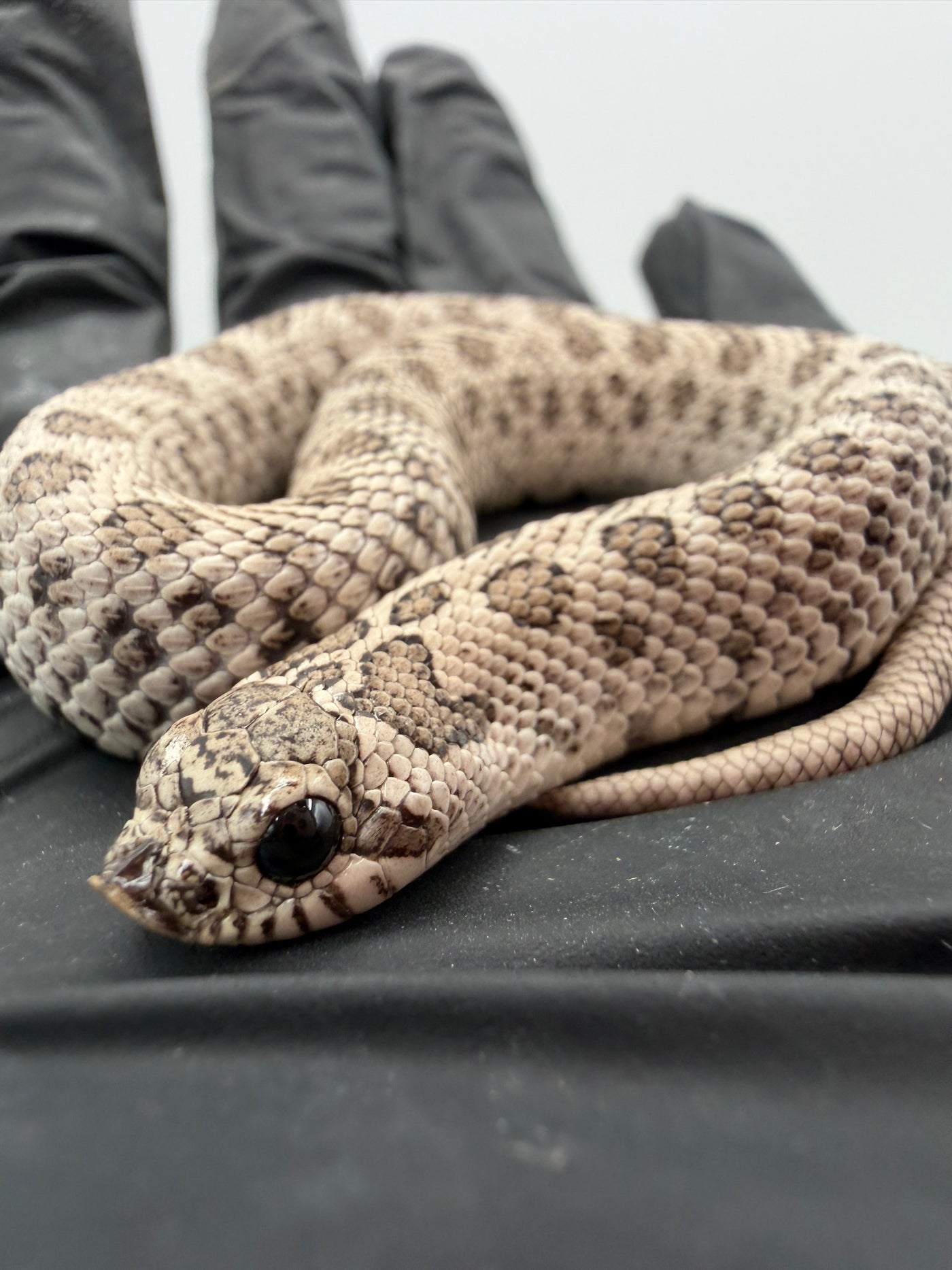 Super Arctic Western Hognose Baby