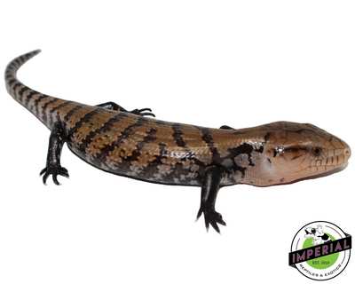 indonesian blue tongue skink for sale, buy reptiles online