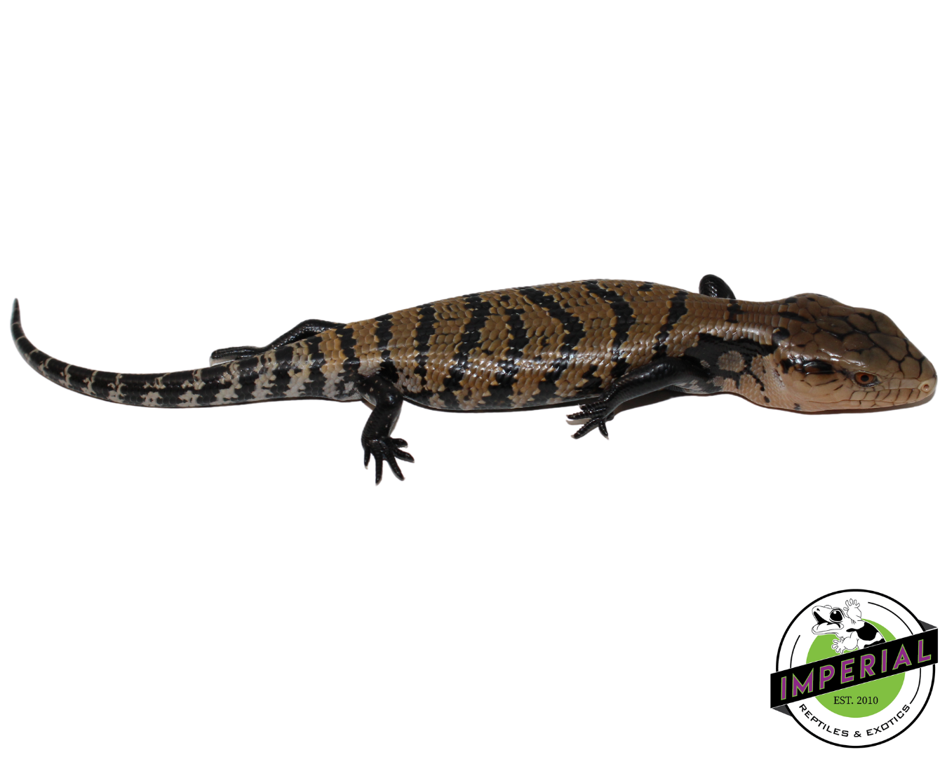 indonesian blue tongue skink for sale, buy reptiles online