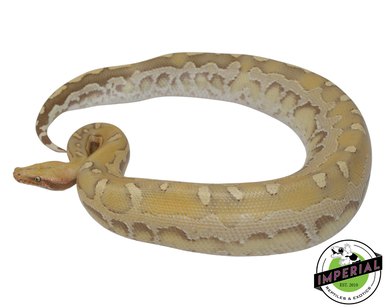 Sunset borneo short tail python for sale, buy reptiles online