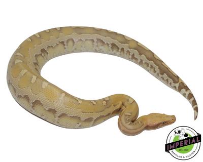 Sunset borneo short tail python for sale, buy reptiles online