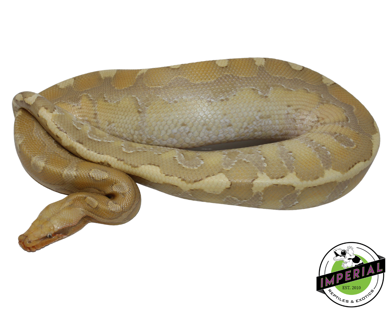 Sunset Borneo Short Tail Python Yearling For Sale - Imperial Reptiles ...
