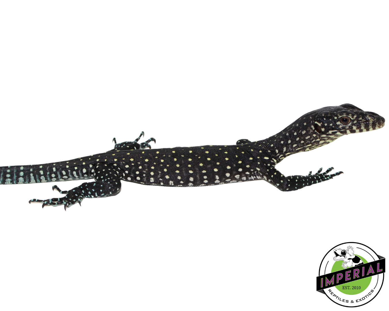 blue tail monitor lizard for sale, buy reptiles online