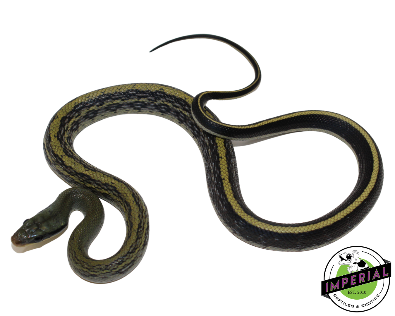 cave dwelling rat snake baby for sale, buy reptiles online