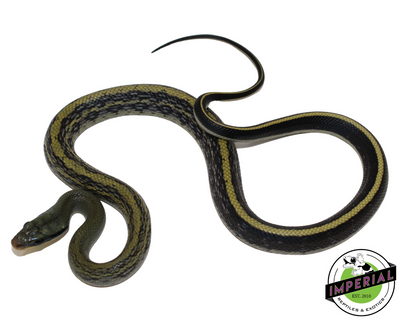 cave dwelling rat snake baby for sale, buy reptiles online