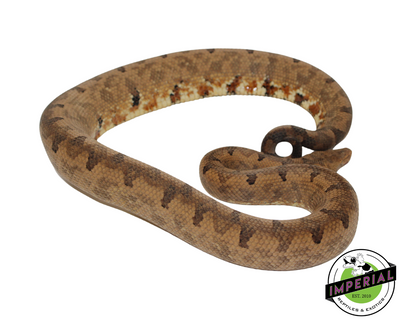 San Isabel Island Ground Boa for sale, buy reptiles online
