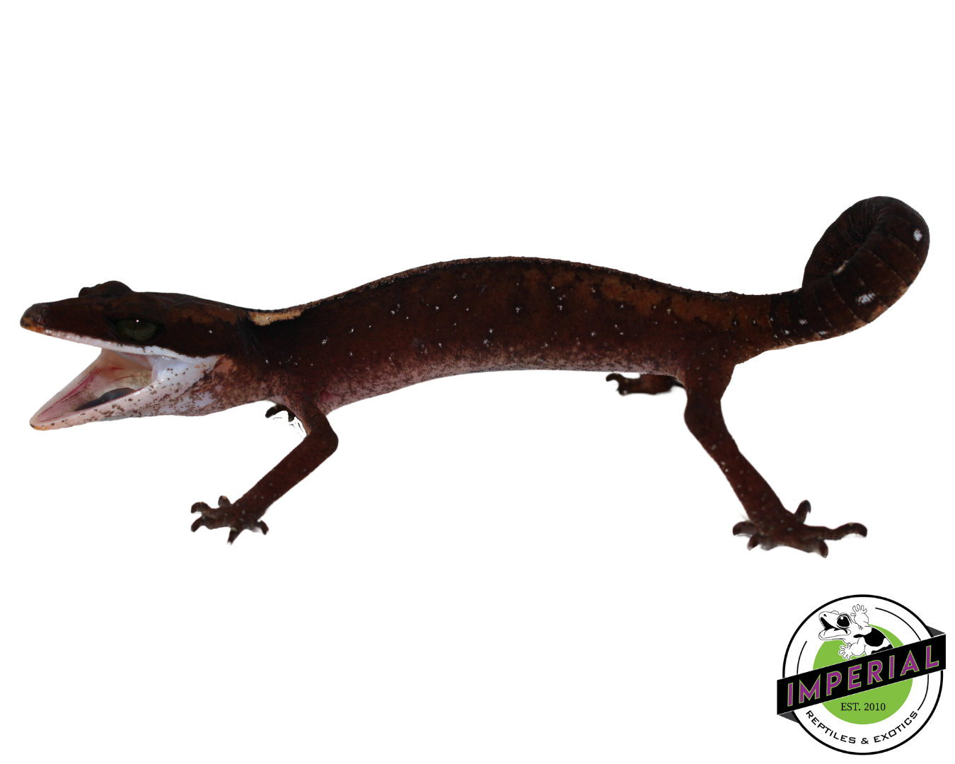Malaysian Cat Gecko For Sale - Imperial Reptiles – IMPERIAL REPTILES