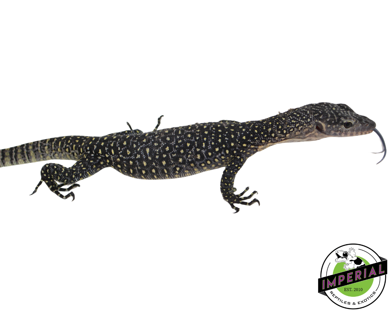 sorong mangrove monitor lizard for sale, buy reptiles online