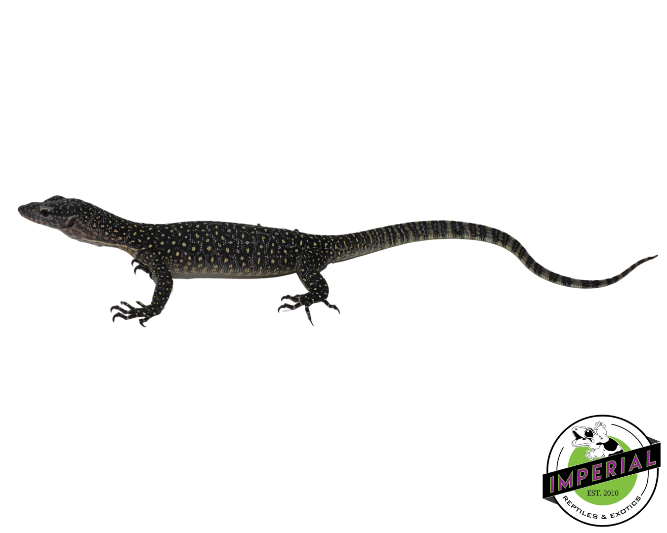 sorong mangrove monitor lizard for sale, buy reptiles online