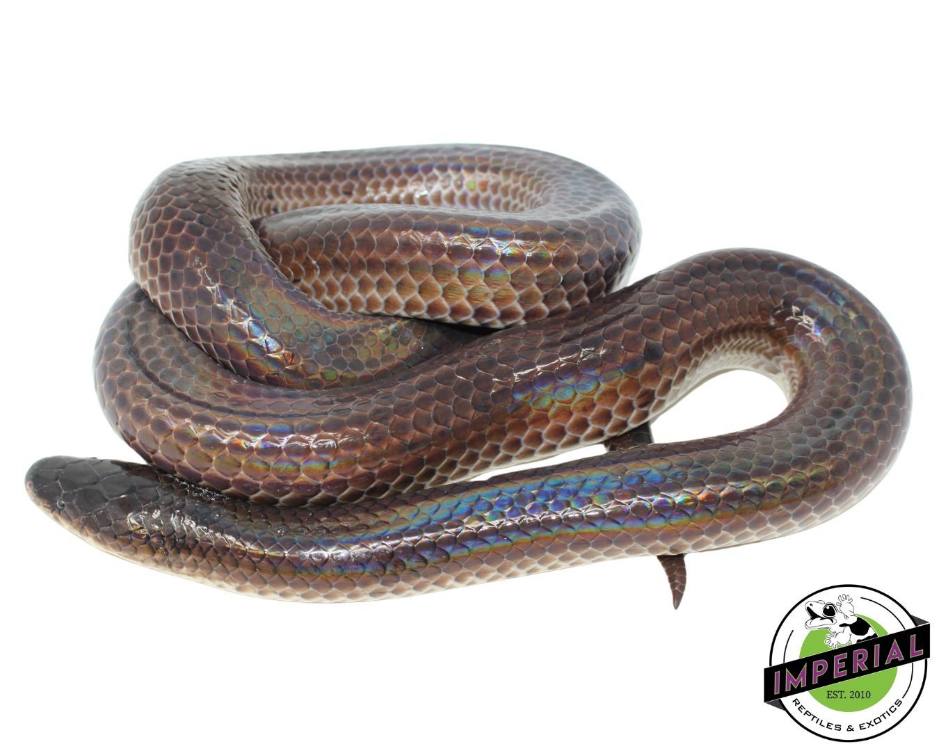 sunbeam snake for sale, buy reptiles online at cheap prices
