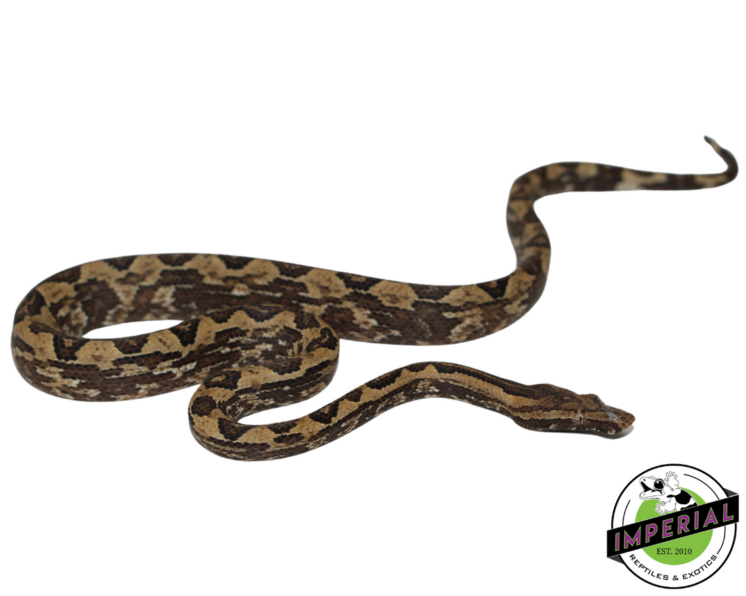 Boa Country (@boacountry) • Instagram photos and videos, image size:1080x864