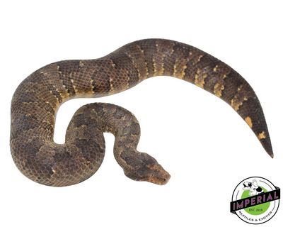 viper boa for sale, buy reptiles online
