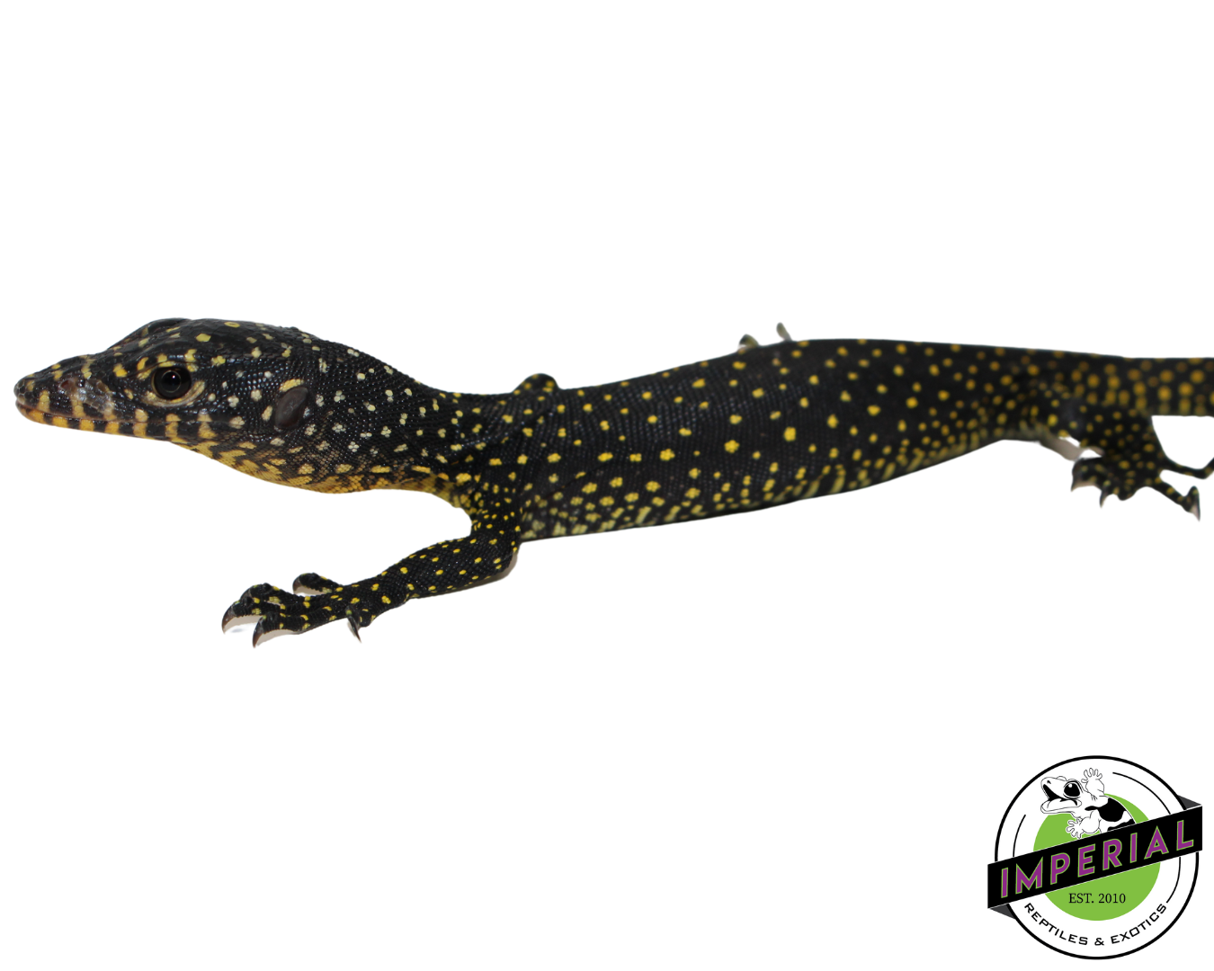 warsior mangrove monitor lizard for sale, buy reptiles online