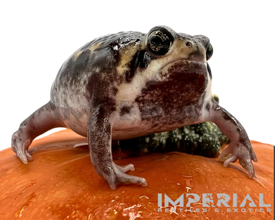 Mozambique Rain Frog for sale, buy rain frogs online, reptiles for sale
