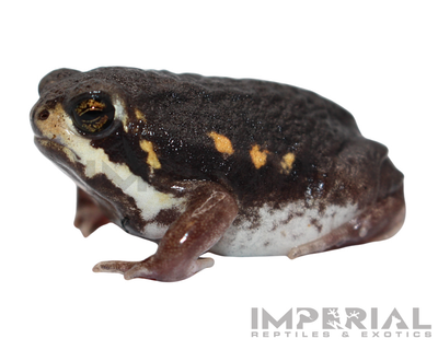 Mozambique Rain Frog for sale, buy rain frogs online, reptiles for sale