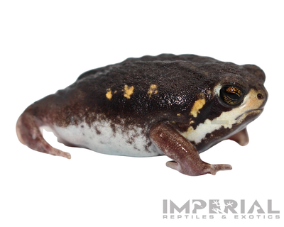 Mozambique Rain Frog for sale, buy rain frogs online, reptiles for sale