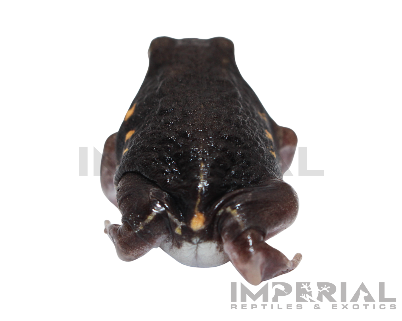 Mozambique Rain Frog for sale, buy rain frogs online, reptiles for sale