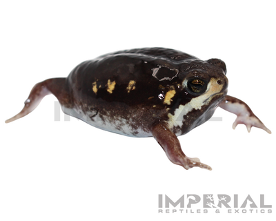 Mozambique Rain Frog for sale, buy rain frogs online, reptiles for sale