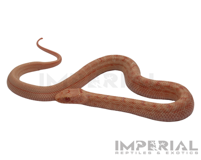 Albino Chinese King Rat Snake for sale, buy rat snakes online, reptiles for sale, fast shipping