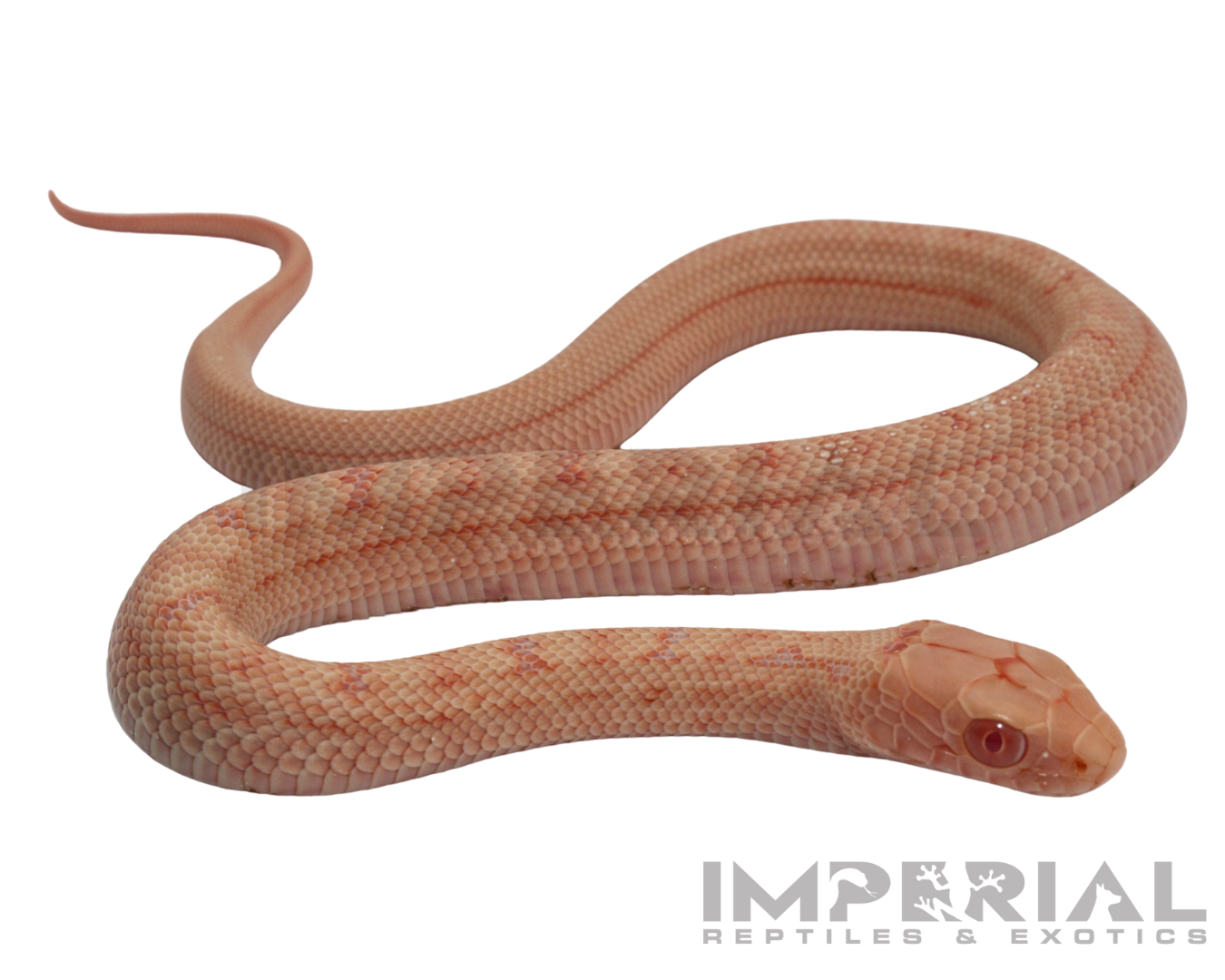 Albino Chinese King Rat Snake for sale, buy rat snakes online, reptiles for sale, fast shipping