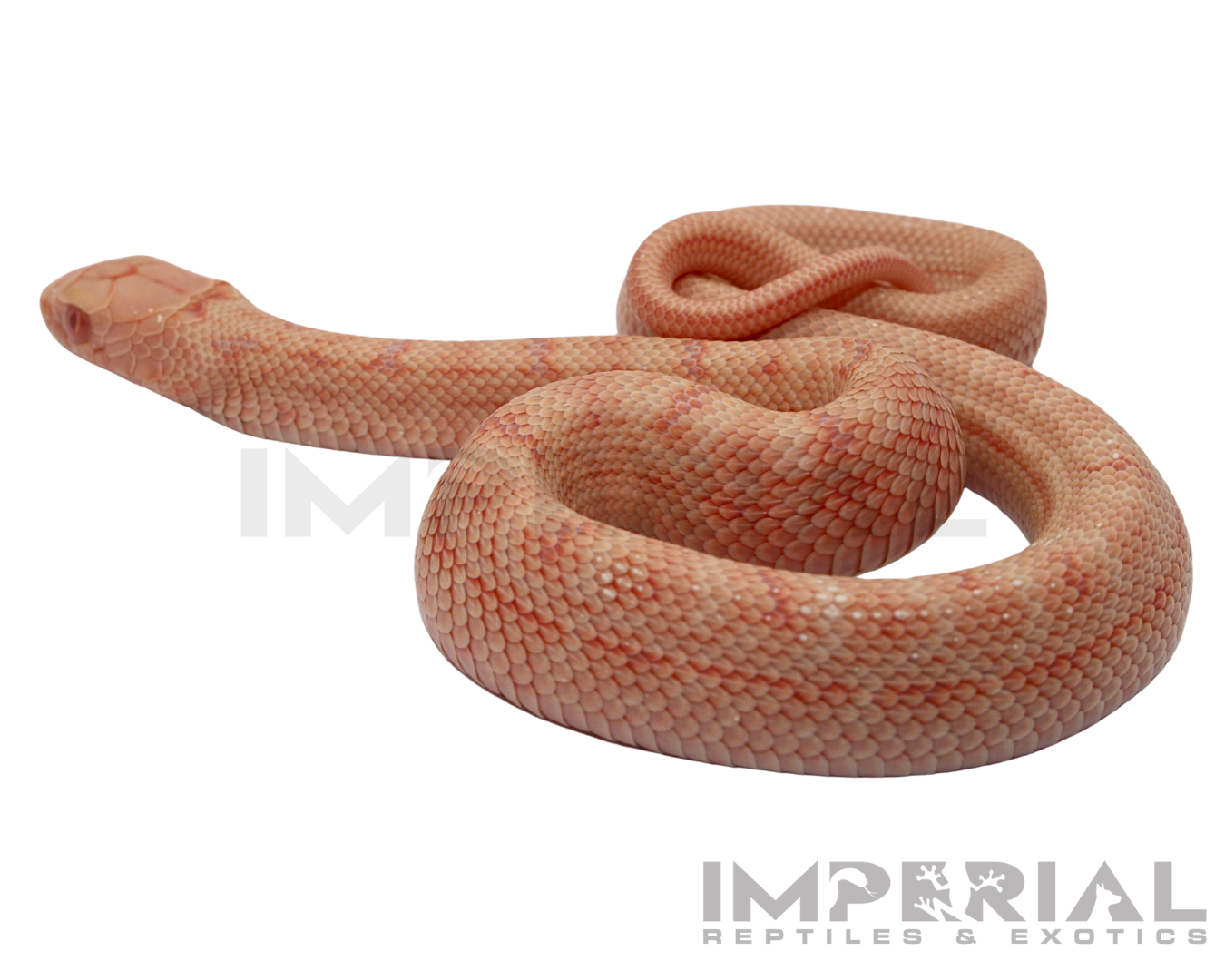 Albino Chinese King Rat Snake for sale, buy rat snakes online, reptiles for sale, fast shipping