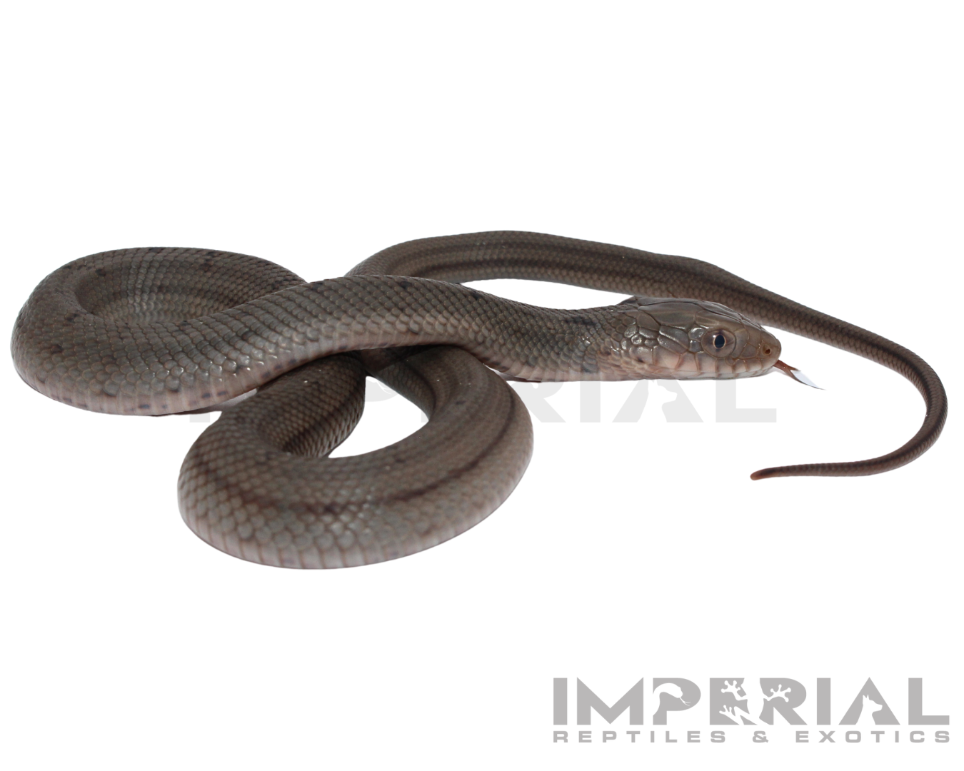 Chinese King Rat Snake for sale, buy rat snakes online, reptiles for sale, fast shipping