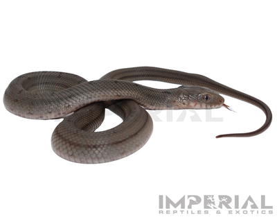 Chinese King Rat Snake for sale, buy rat snakes online, reptiles for sale, fast shipping