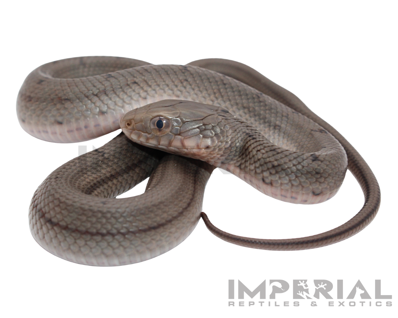 Chinese King Rat Snake for sale, buy rat snakes online, reptiles for sale, fast shipping