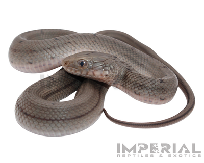 Chinese King Rat Snake for sale, buy rat snakes online, reptiles for sale, fast shipping