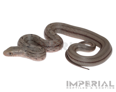 Chinese King Rat Snake for sale, buy rat snakes online, reptiles for sale, fast shipping