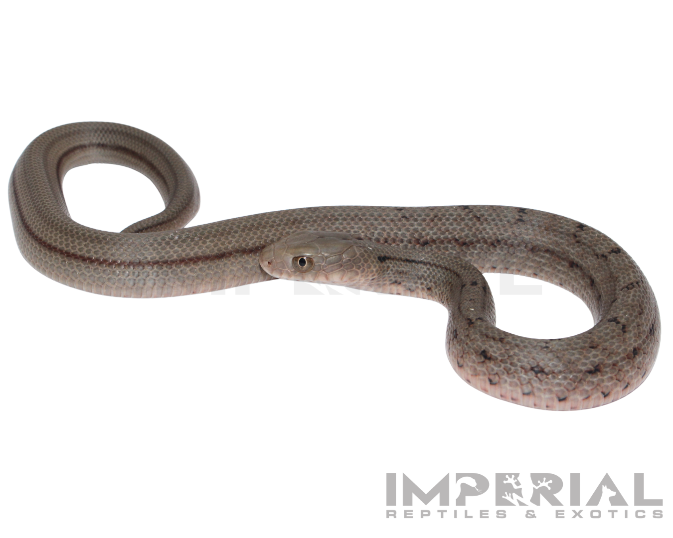 Chinese King Rat Snake for sale, buy rat snakes online, reptiles for sale, fast shipping