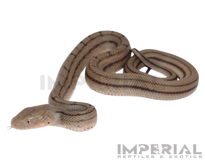 Chinese King Rat Snake for sale, buy rat snakes online, reptiles for sale, fast shipping