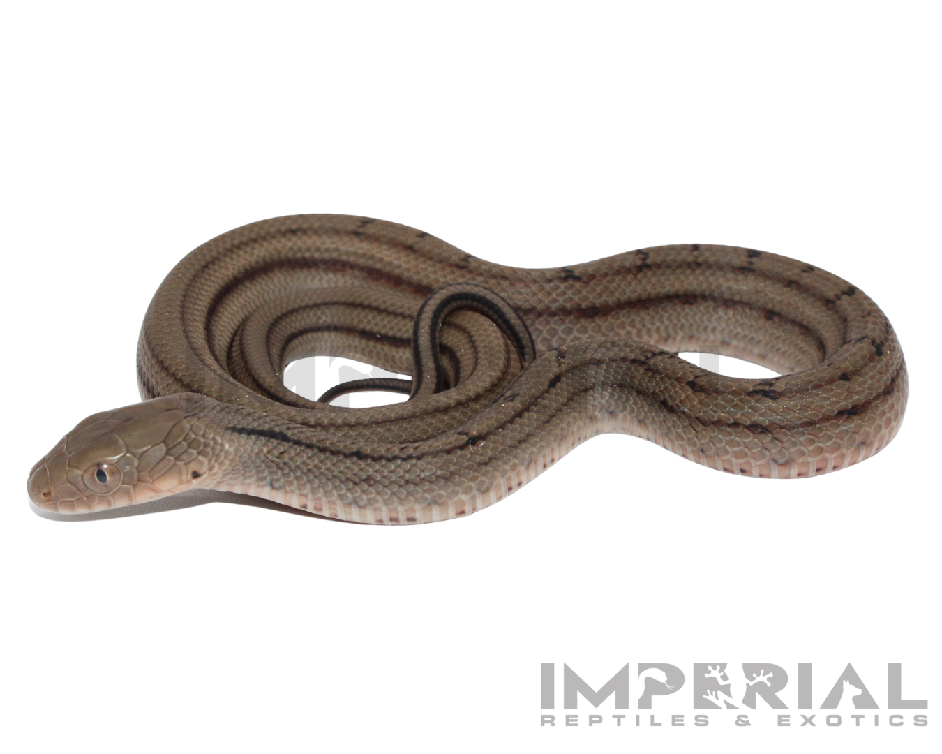 Chinese King Rat Snake for sale, buy rat snakes online, reptiles for sale, fast shipping