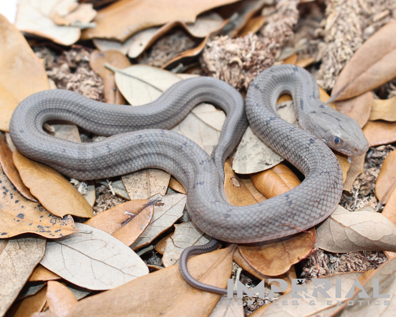 Chinese King Rat Snake for sale, buy rat snakes online, reptiles for sale, fast shipping