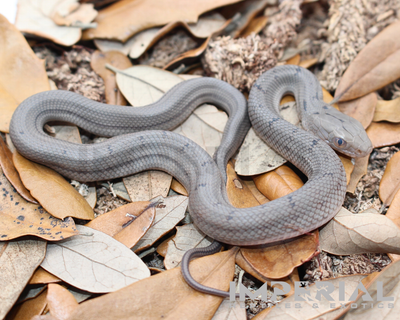 Chinese King Rat Snake for sale, buy rat snakes online, reptiles for sale, fast shipping